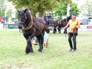 Showprogramm zur Sächsischen Meisterschaft